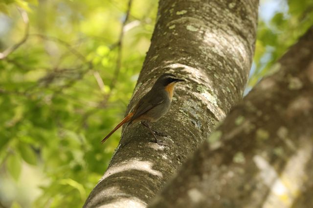 A Cape Robin-Chat perched on a lichen-covered branch in the shade of the tree